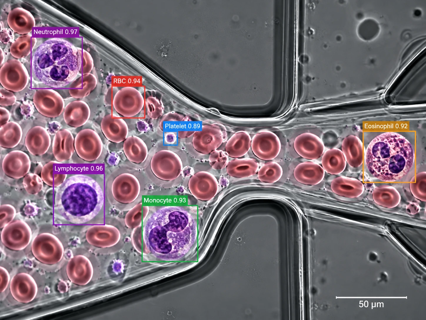 Cellular Fluidics